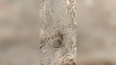 Leopard pugmarks in Moti Devti village