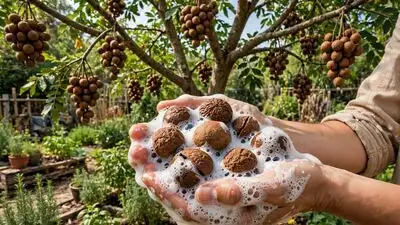 How to grow reetha at home and use its fruits for cleansing — Grow your own natural soap tree
