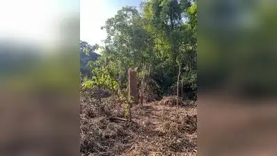 Residents of Kothrud say trees have been felled in secrecy: The wider industry impact