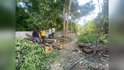 Residents of Kothrud say trees have been felled in secrecy: The wider industry impact