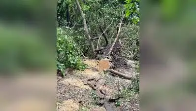 Residents of Kothrud say trees have been felled in secrecy: The wider industry impact