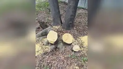 Residents of Kothrud say trees have been felled in secrecy: The wider industry impact