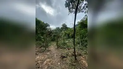 Residents of Kothrud say trees have been felled in secrecy: The wider industry impact