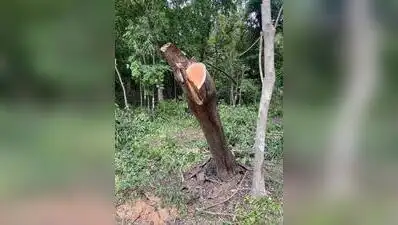 Residents of Kothrud say trees have been felled in secrecy: The wider industry impact
