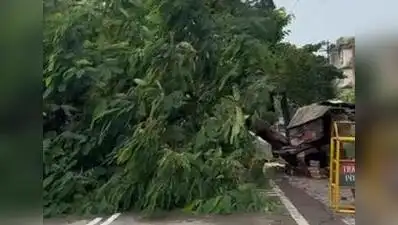 Scooter rider was injured and two roadside kiosks damaged after a nearly 40-ft tree fell