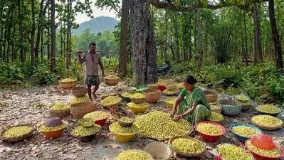 Savour Mahua Ladoos, Not Liquor, From Gadchiroli: The wider industry impact