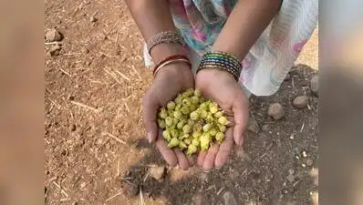 Savour Mahua Ladoos, Not Liquor, From Gadchiroli: The wider industry impact