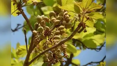Savour Mahua Ladoos, Not Liquor, From Gadchiroli: The wider industry impact