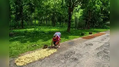 Savour Mahua Ladoos, Not Liquor, From Gadchiroli: The wider industry impact