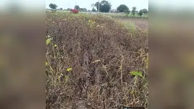 Administration seeks drought-hit status for Nashik & Chandwad: The wider industry impact