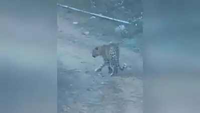 Two farmers injured in wild animal attacks in Satara & Kolhapur: The wider industry impact
