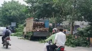 ​​​Sambhajinagar gears up to bid adieu to Bappa; Greens fume over trees pruning for procession