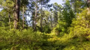 Forty-five North Carolina property owners sued over roads planned through their neighborhoods