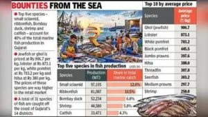 Small sciaenid, ribbonfish dominate Gujarat catch in 2025-26