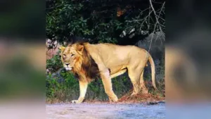 The lions are back in Barda after 143 years, and Gujarat is now redrawing the forest map