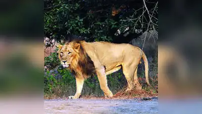 The lions are back in Barda after 143 years, and Gujarat is now redrawing the forest map