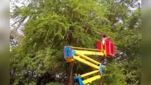 AMC’s garden department currently undertakes tree trimming and green waste removal in public