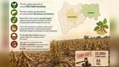 A prolonged dry spell in Aug has left his plants withered: The wider industry impact