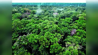 HC pulls up revenue dept, argues forest land beyond its jurisdiction: The wider industry impact