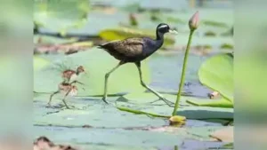 Veteran birder Sudip Ghosh, who has been photographing birds: The wider industry impact