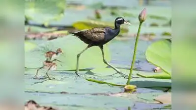 Veteran birder Sudip Ghosh, who has been photographing birds: The wider industry impact