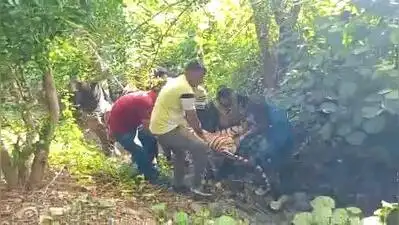 How Did Amravati Maneater Tigress Die? Mystery Deepens