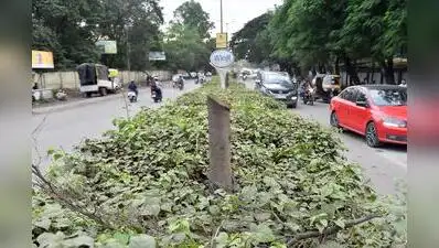 Nashik : More than 50 trees planted on the central divider of Nashik’s Gangapur Road were