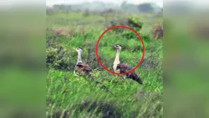 The GIB chick (R) with its mother at the sanctuary in Naliya: The wider industry impact