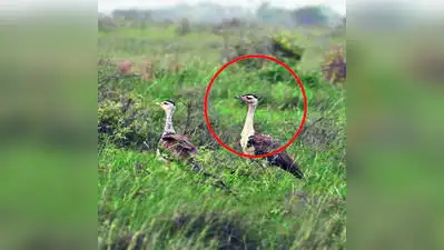 The GIB chick (R) with its mother at the sanctuary in Naliya: The wider industry impact
