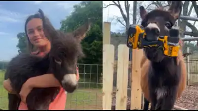 1-year-old miniature donkey HeeHaw was killed by a cop who claimed that the donkey charged