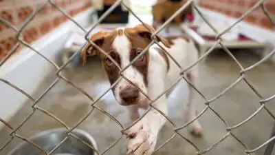 In 2017, June Thomas started rescuing 'rez dogs' from her home in Manitoba; after surveying 200