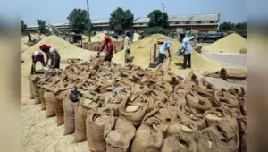 Gujarat deploys AI tool to check paddy quality: The wider industry impact