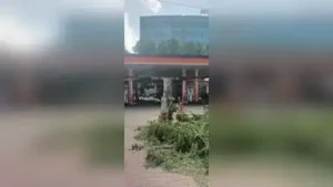 Advertising agency fined Rs 2L for trimming 19 trees