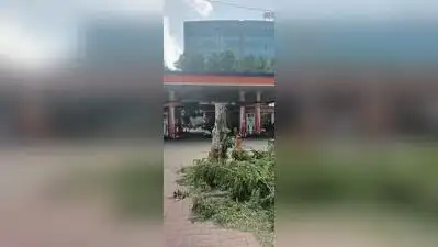 Advertising agency fined Rs 2L for trimming 19 trees