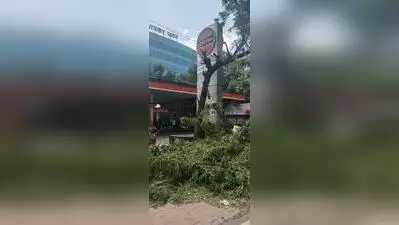 Advertising agency fined Rs 2L for trimming 19 trees