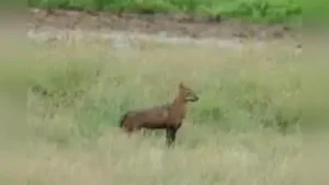 Two people injured in a jackal attack in Banda
