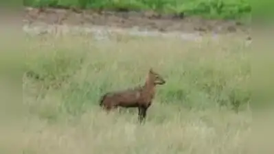 Two people injured in a jackal attack in Banda