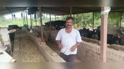 The Daatkhile family can barely look at the cattle shed where 41: The wider industry impact