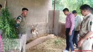 A blackbuck was found tied up at the home of a daily-wage forest department worker at Shivapur