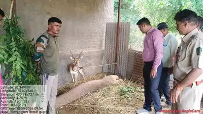 A blackbuck was found tied up at the home of a daily-wage forest department worker at Shivapur
