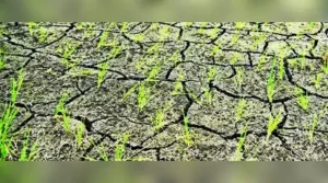 Staff crunch looms over crop-loss panchnama drive in 8 drought-hit: The wider industry impact