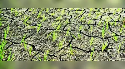 Staff crunch looms over crop-loss panchnama drive in 8 drought-hit: The wider industry impact