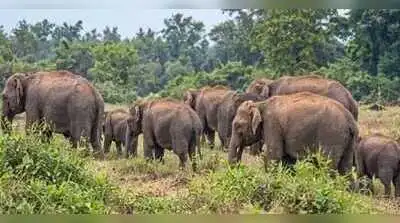 A herd of wild elephants has once again crossed the Wainganga river from Gadchiroli and entered