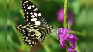 Pune is poised to celebrate major Butterfly Month this September: The wider industry impact