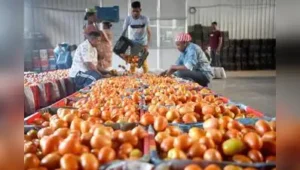 Market officials attributed the price stability to rising demand: The wider industry impact