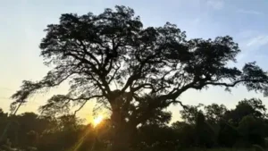 Specialist arborists have begun careful restoration work in South: The wider industry impact
