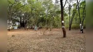Nashik: Activists and environmentalists have decided to launch an agitation
