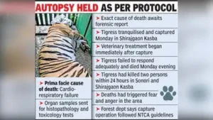 An autopsy conducted on Tuesday revealed that the tigress involved in the recent killings