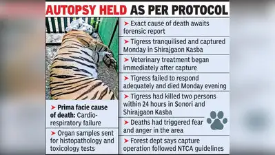 An autopsy conducted on Tuesday revealed that the tigress involved in the recent killings