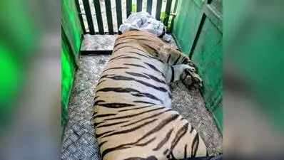 Whenever there was disturbance, she would escape through the nullah or river,” he said